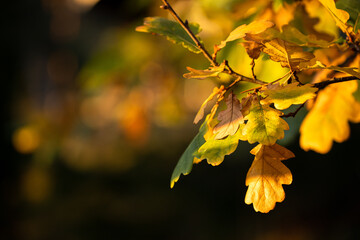 Autumn yellow rowan leaves on sunset tree