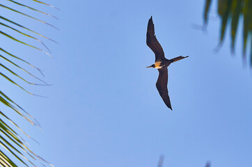 aves guayabitos