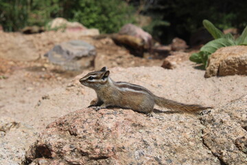 Chipmunk on the rocks