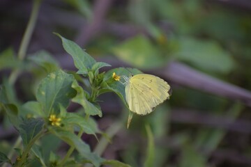 Yellow butterfly on a flower