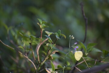A Yellow Butterfly, Upside Down