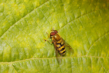 Bee sitting on a vine leaf
