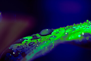 fantasy drops 