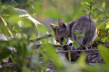 Cat in the wilderness