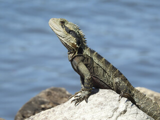Water dragon on the north coast of New South Wales, Australia.