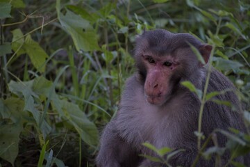 Monkey in focus