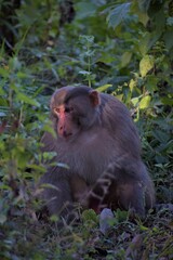 Light falling across monkey's eye