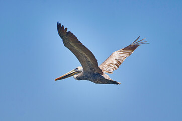 Fototapeta premium pelicano volando