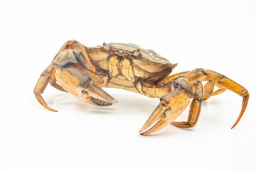 sea ​​crab on a white background