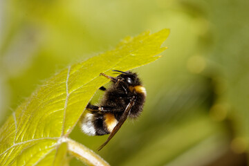 Bumblebee sitting on a vine leaf