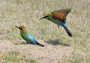 Rainbow bee eaters nesting on the ground on the north coast of New South Wales.
