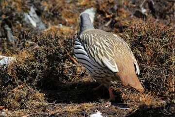 Himalayan snowcock bird (Tetraogallus himalayensis) on mountain meadow in Gokyo Valley on Ngozumba Glacier's moraine, Sagarmatha Khumbu Region, Nepal Himalaya