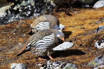 Himalayan snowcock bird (Tetraogallus himalayensis) on mountain meadow in Gokyo Valley on Ngozumba Glacier's moraine, Sagarmatha Khumbu Region, Nepal Himalaya