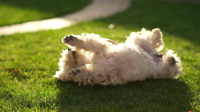 Master and obedient dog. Smart dog is joyfully executing commands.