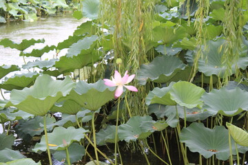 water lilie in the pond © InSpire