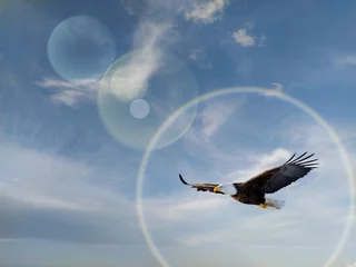Deurstickers eagle in flight © Juan