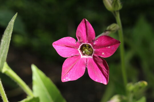 Hybrid "Sander Tobacco" flower in St. Gallen, Switzerland. Its scientific name is Nicotiana Sanderae and hybrid of Nicotiana Alata-Nicotiana Forgetiana.