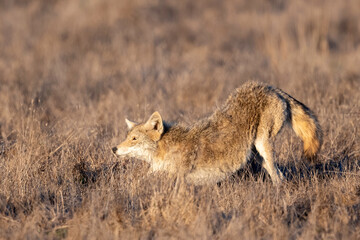 Coyote (Canis latrans), Point Reyes National Seashore, California, USA