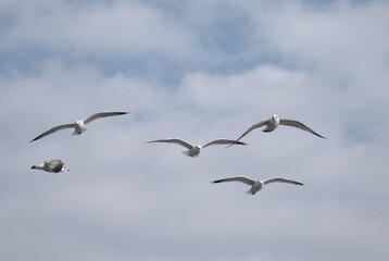 birds in flight against a gray sky