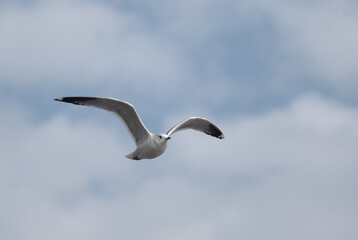 birds in flight against a gray sky