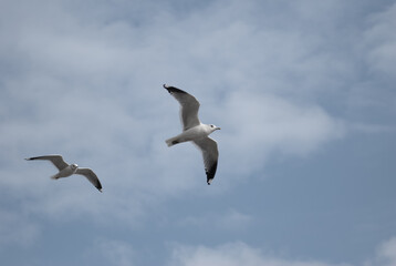 Fototapeta na wymiar birds in flight against a gray sky