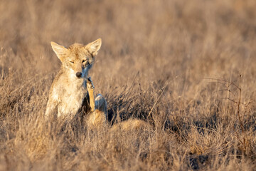Coyote (Canis latrans), Point Reyes National Seashore, California, USA