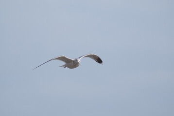birds in flight against a gray sky