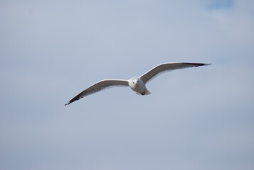 birds in flight against a gray sky