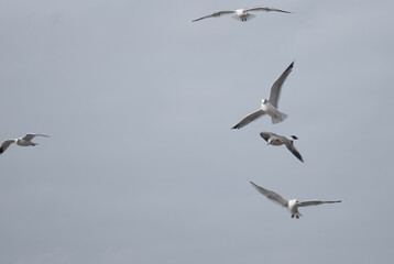 birds in flight against a gray sky