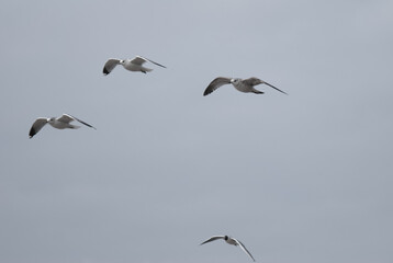 birds in flight against a gray sky