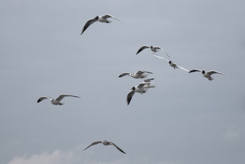 birds in flight against a gray sky