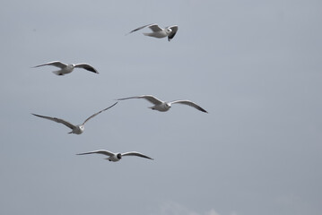 birds in flight against a gray sky