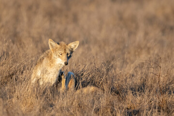 Coyote (Canis latrans), Point Reyes National Seashore, California, USA