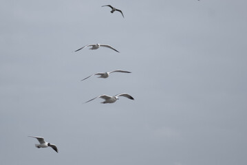 birds in flight against a gray sky