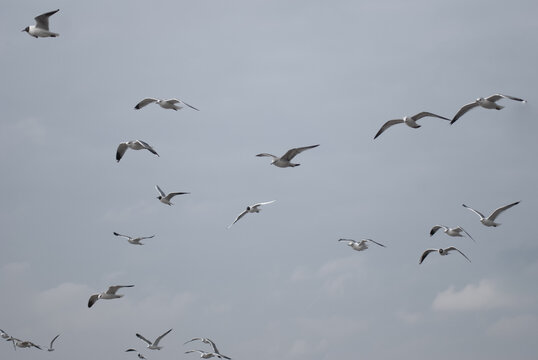 irds in flight against a gray sky