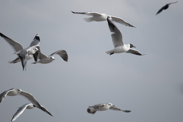birds in flight against a gray sky