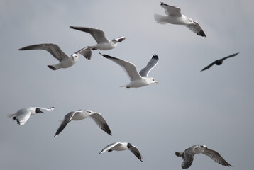 birds in flight against a gray sky