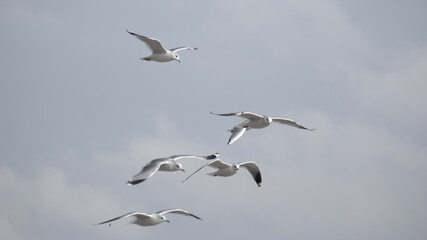 birds in flight against a gray sky