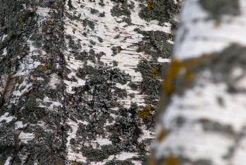 the trunk of a birch close up