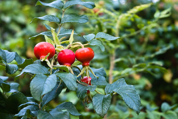 the fruits of the red wild rose