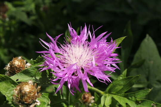 "Pink Bachelor's Button" flower (or Silber Flockenblume, Star Thristle) in St. Gallen, Switzerland. Its Latin name is Centaurea Pulcherrima, native to Caucasus and Anatolia.