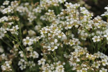 White "Saxifraga Vayredana Luizet" flowers (or Balsam Steinbrech) in St. Gallen, Switzerland. It is native to Norheastern Spain (Sierra de Montseny). 