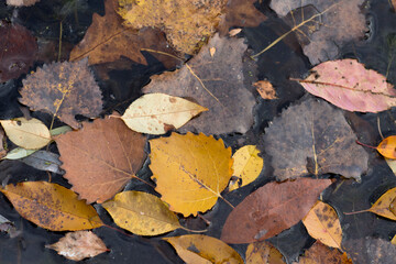 fallen autumn leaves