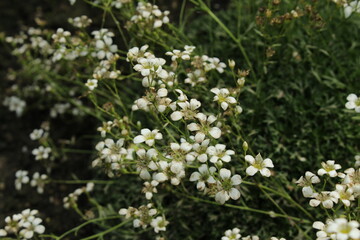 White "Saxifraga Vayredana Luizet" flowers (or Balsam Steinbrech) in St. Gallen, Switzerland. It is native to Norheastern Spain (Sierra de Montseny). 