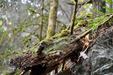 Obraz premium Broken tree trunk covered with moss in the forest