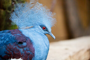 A close-up shot of a Blue-crowned pigeon