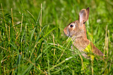 Naklejka na ściany i meble An Eastern Cottontail Rabbit in between the long grass