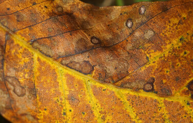 Macro texture of autumn brown leaf in sunlight.