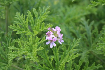 "Sweet Scented Geranium" flowers (or Rose Geranium, Wild Malva) in St. Gallen, Switzerland. Its Latin name is Pelargonium Graveolens (Syn Geranium Terebinthinaceum), native to South Africa.