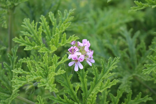 "Sweet Scented Geranium" flowers (or Rose Geranium, Wild Malva) in St. Gallen, Switzerland. Its Latin name is Pelargonium Graveolens (Syn Geranium Terebinthinaceum), native to South Africa.